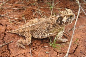 Phrynosoma_cornutum